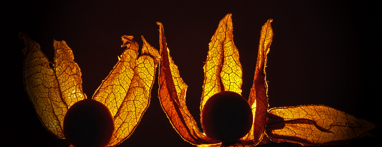 Physalis, Teil 2