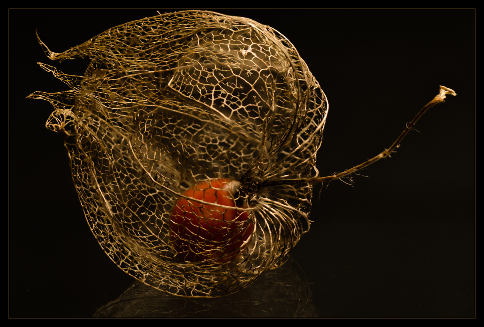 Physalis Teil III