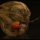 Physalis Teil III