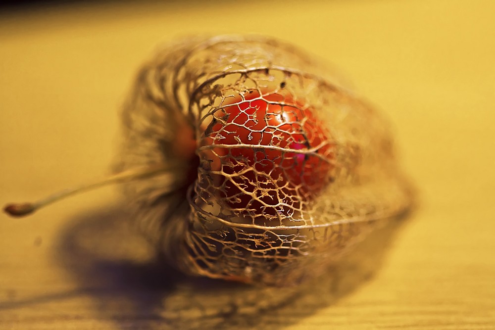 Physalis trägt Herbst