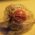 Physalis trägt Herbst