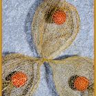 Physalis- Trio