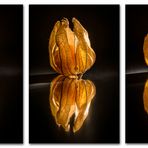 Physalis-Triptychon