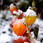 Physalis trotzt dem Schnee.