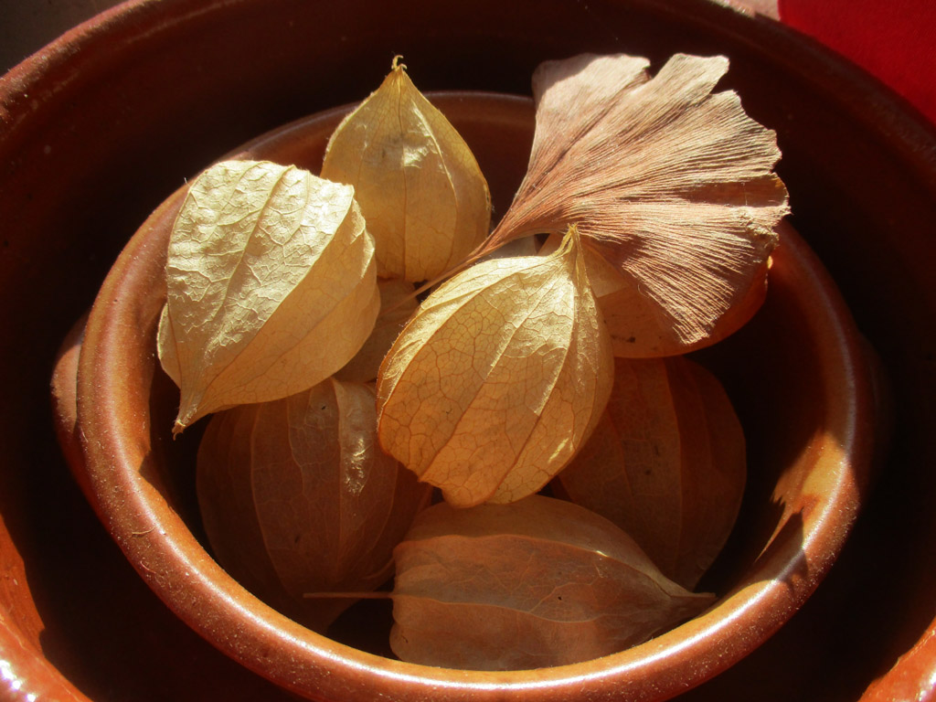  Physalis und Ginkgo Blatt 