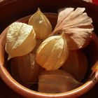  Physalis und Ginkgo Blatt 