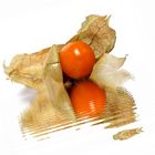 Physalis V