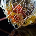 Physalis - Versuch mit Raynox DCR-250