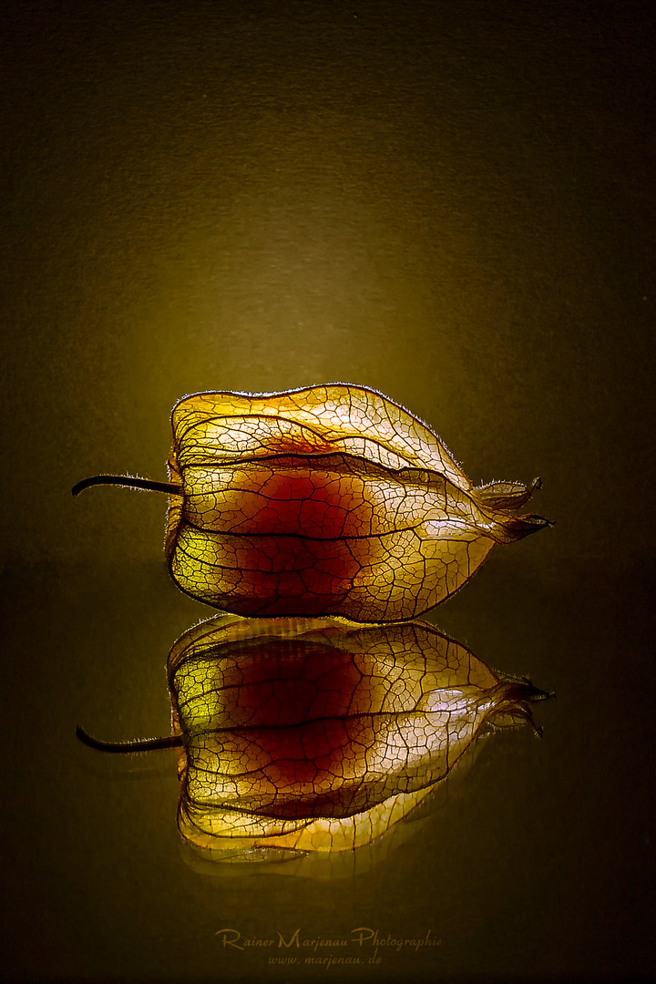 Physalis1