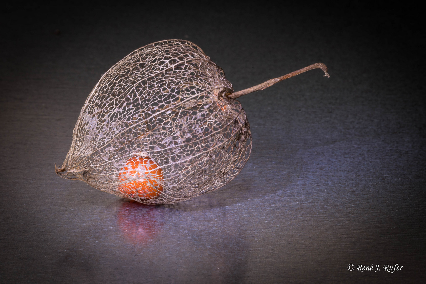 physalis_1410-2