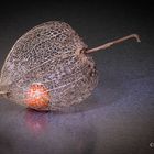 physalis_1410-2