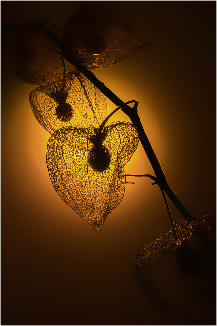 Physalis_2