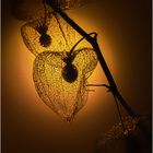 Physalis_2