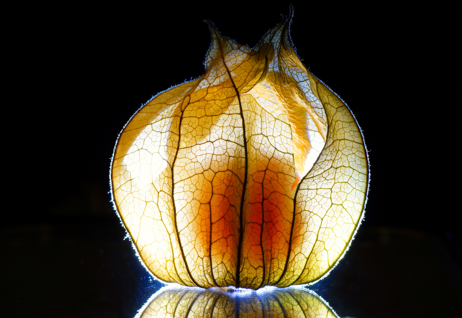 Physalis3