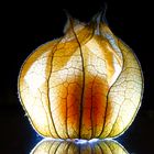 Physalis3