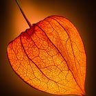 Physalis_3_IMG_6595