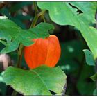 Physalis_§N_erster_Lampion und einziger