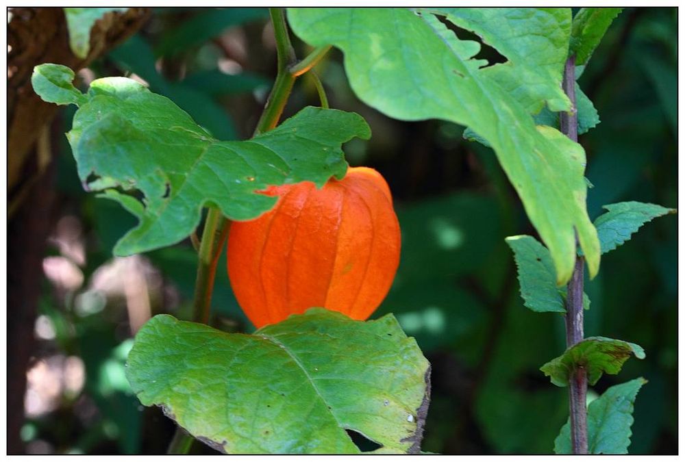 Physalis_§N_erster_Lampion und einziger