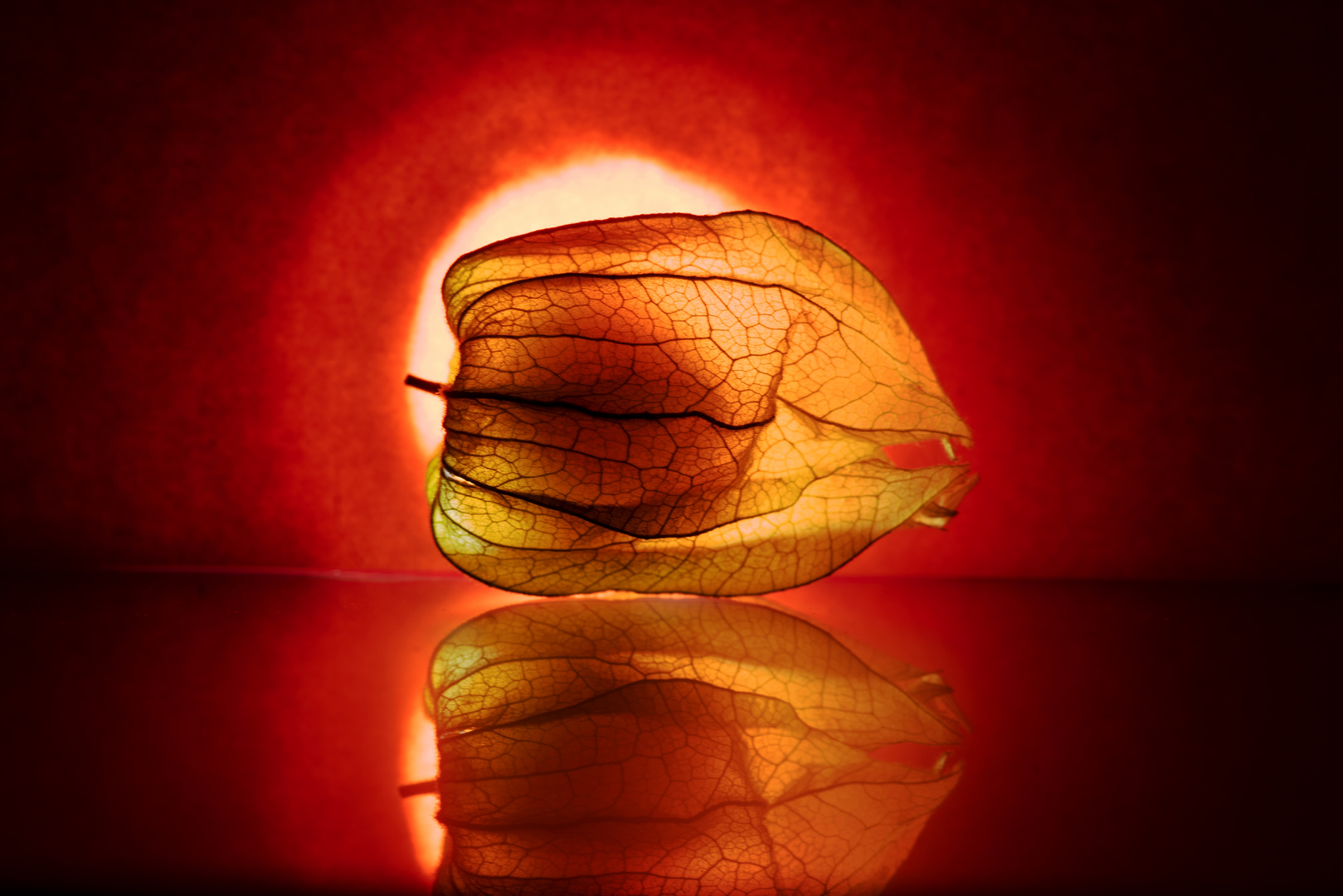 Physalis_rot_Joachim_Fredel