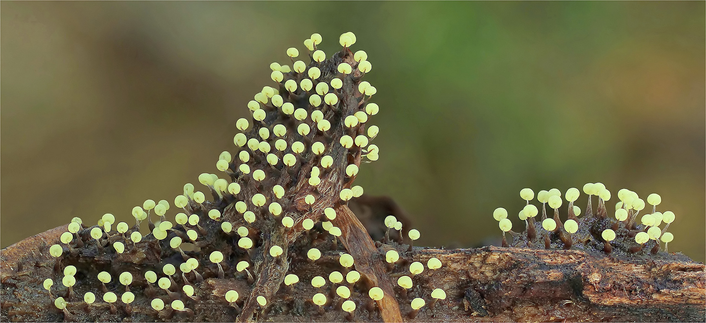 physarum album