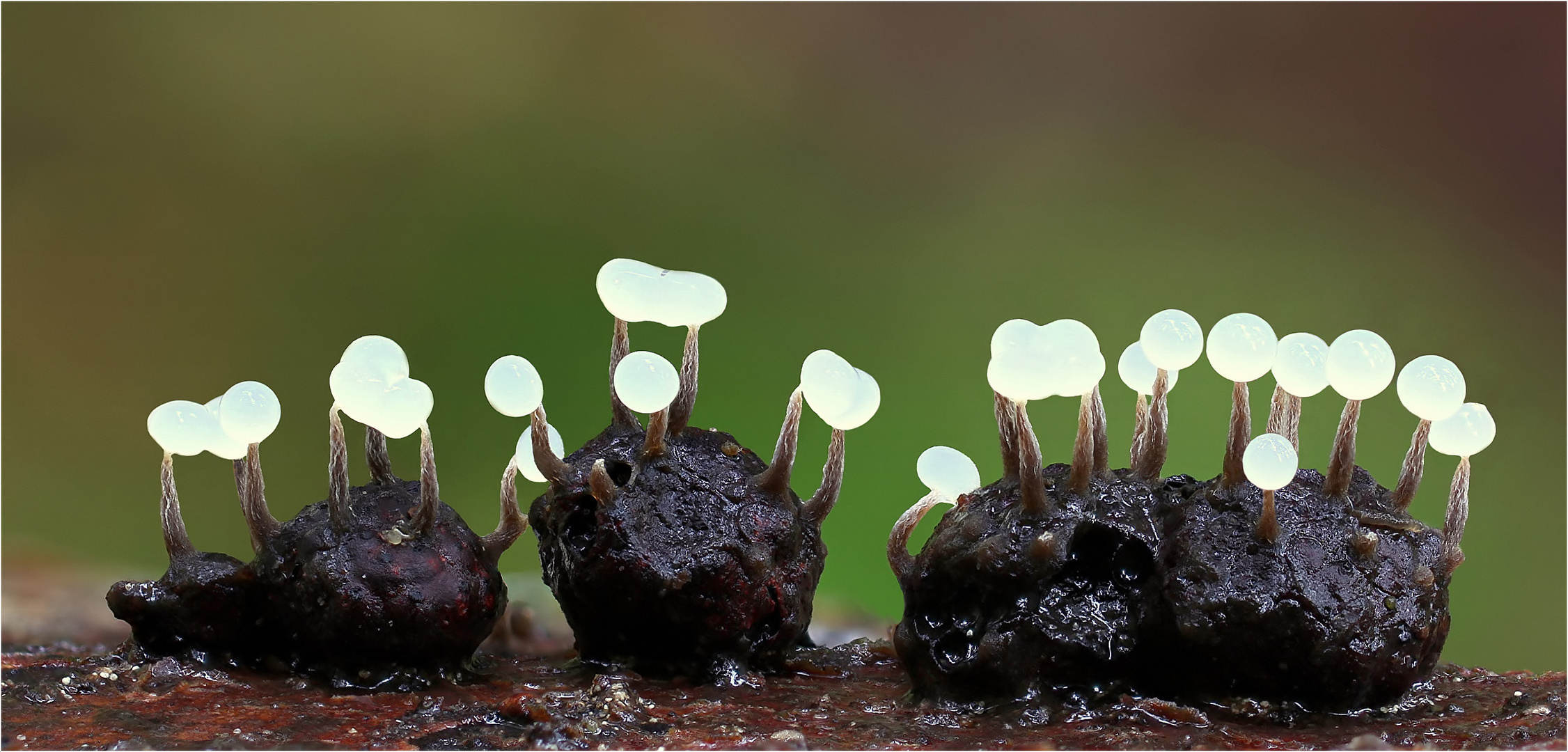 Physarum leucophaeum 