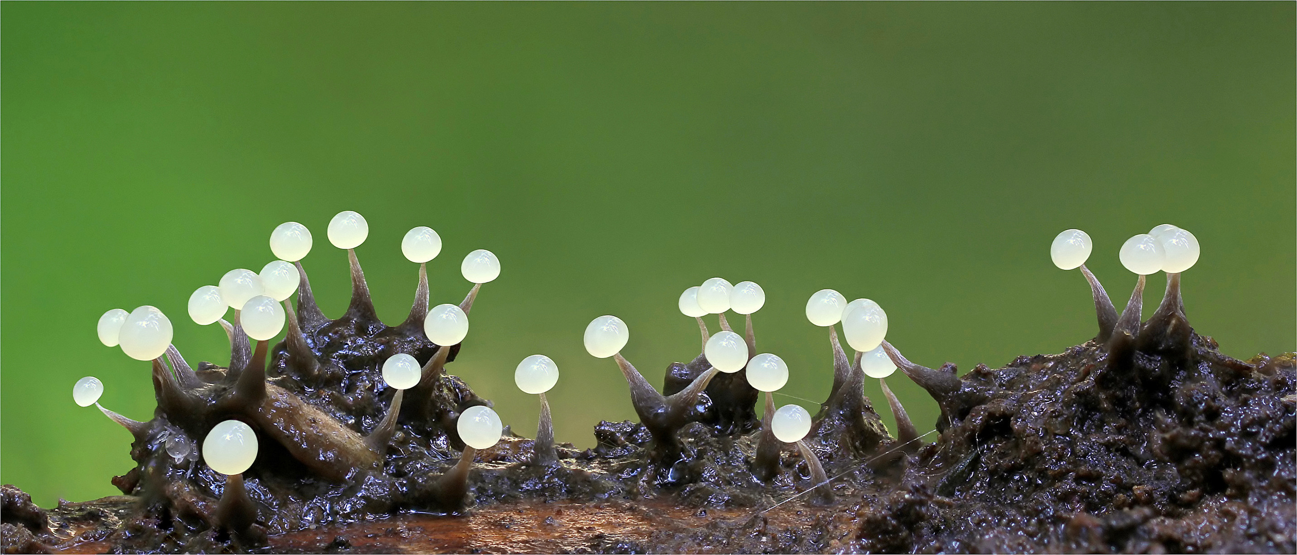 Physarum  nutans