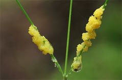 Physarum virescens