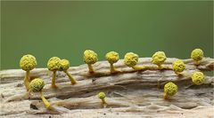 Physarum viride