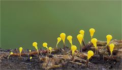 Physarum viride