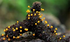 Physarum viride