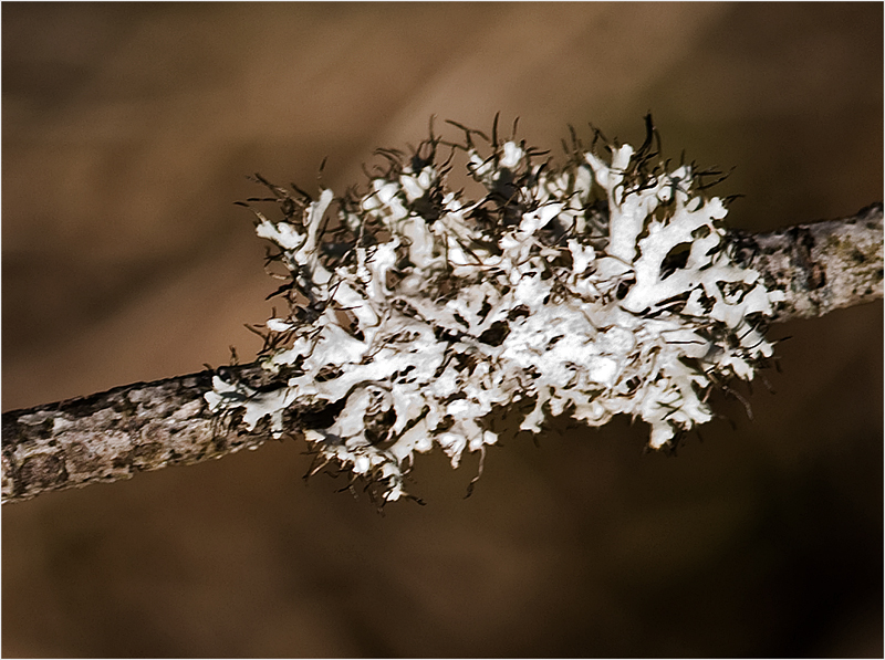 Physcia adscendens?