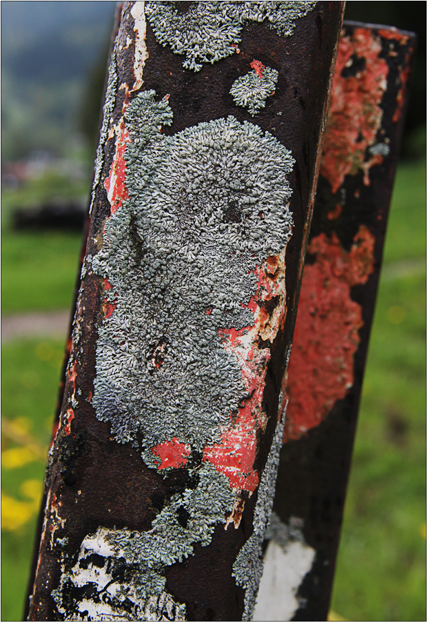 Physcia caesia (Blaugraue Schwielenflechte)