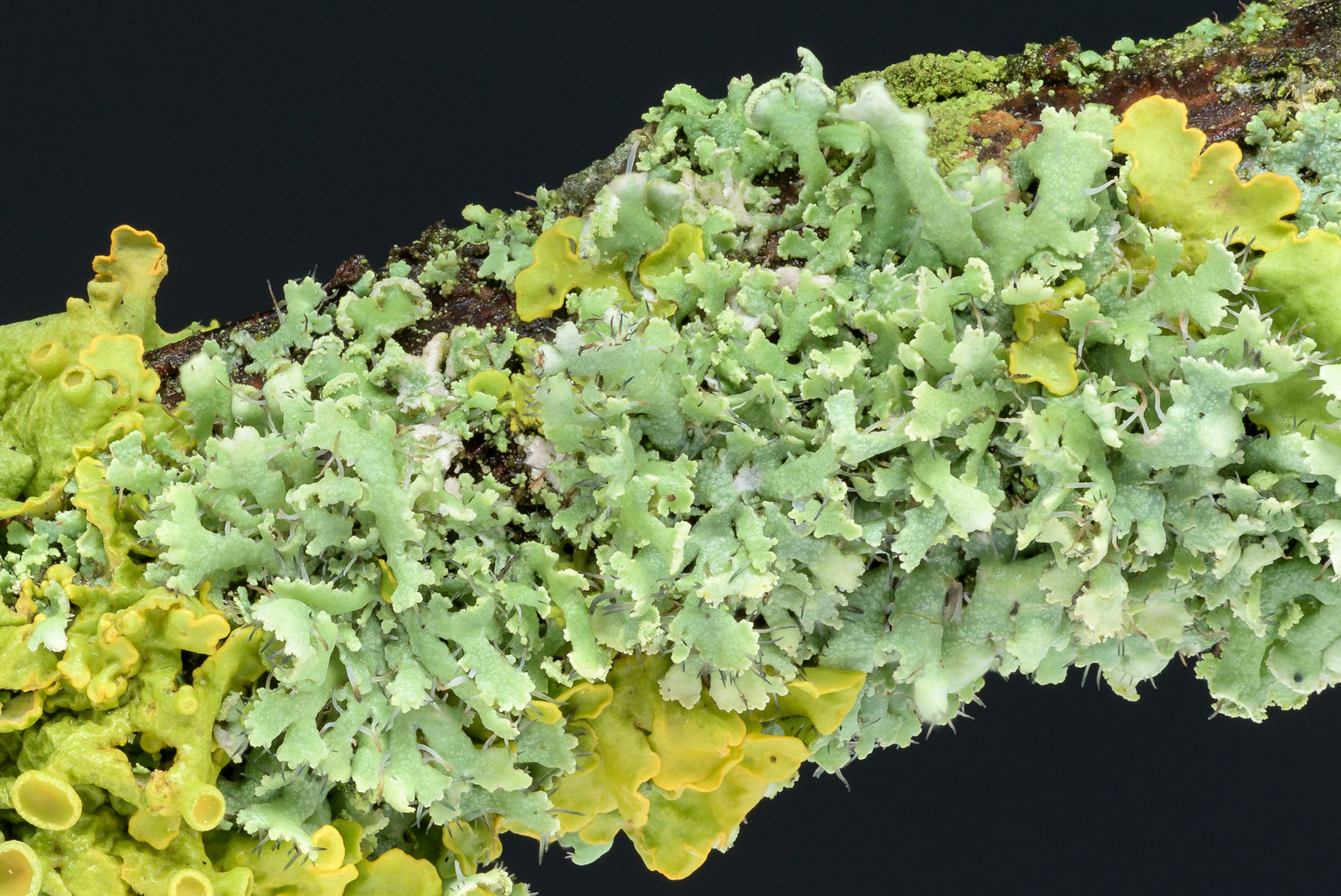 Physia adscendens (Helm-Schwielenflechte) und Xanthoria parietina (Wand-Gelbflechte)