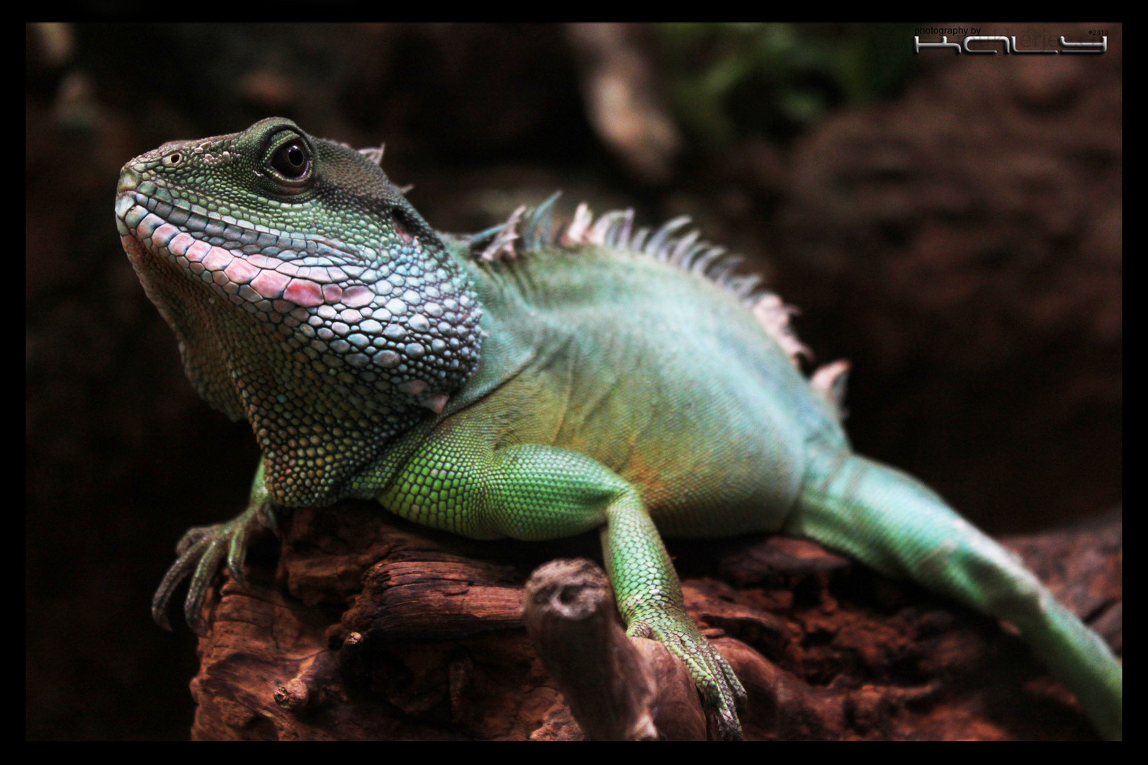 Physignathus cocincinus (Chinese Water Dragon)