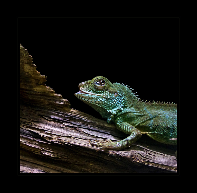 Physignathus cocincinus - Grüne Wasseragame