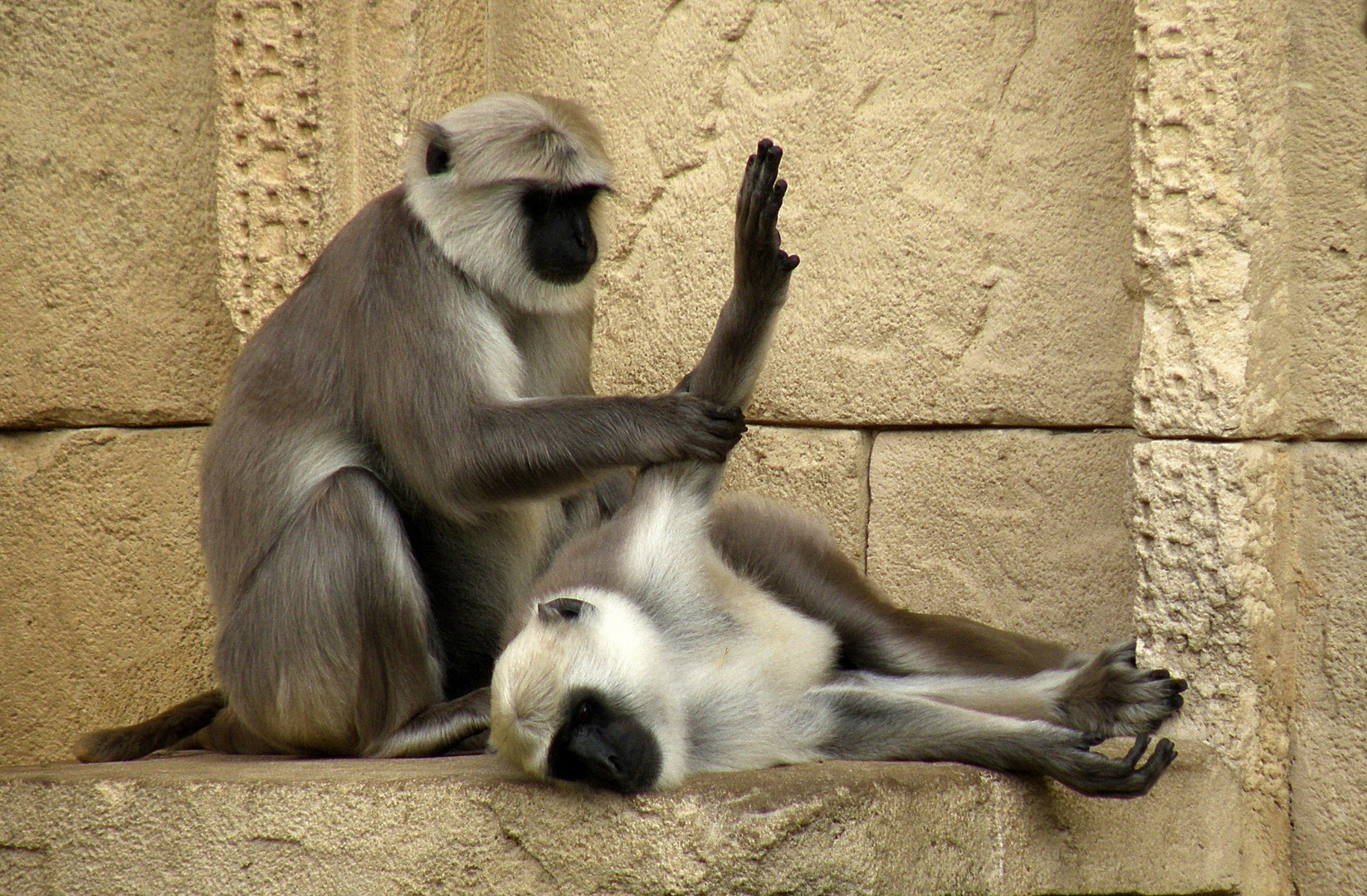 Physio Therapie Foto Bild Tiere Zoo Wildpark Falknerei Saugetiere Bilder Auf Fotocommunity