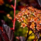 PHYSOCARPUS OPULIFOLIUS