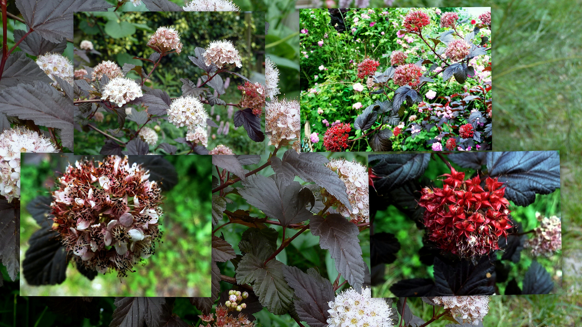 Physocarpus opulifolius "Diabolo" (Dunkelrote Blasenspiere)