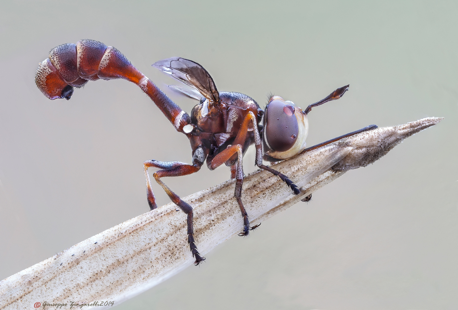 Physocephala (Conopidae)4953