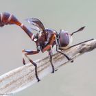 Physocephala (Conopidae)4953