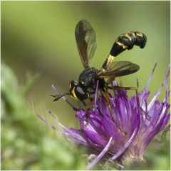 Physocephala felipes mâle