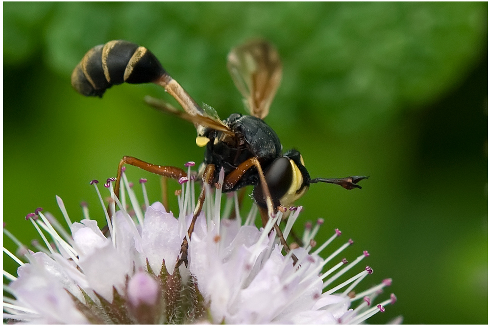 Physocephala felipes mâle