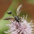 Physocephala nigra  Dunkle Stieldickkopffliege