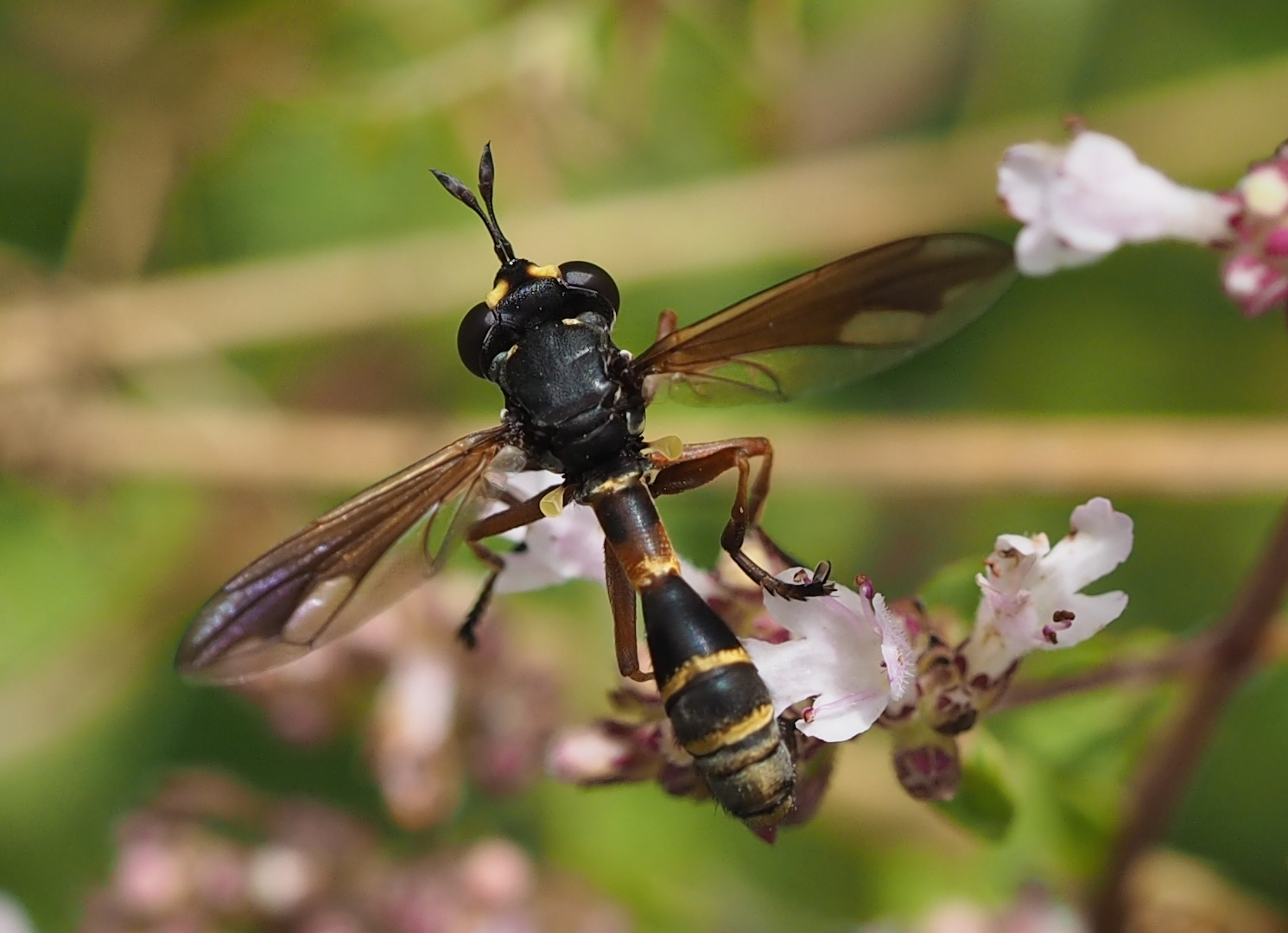 Physocephala rufipes