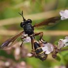 Physocephala rufipes