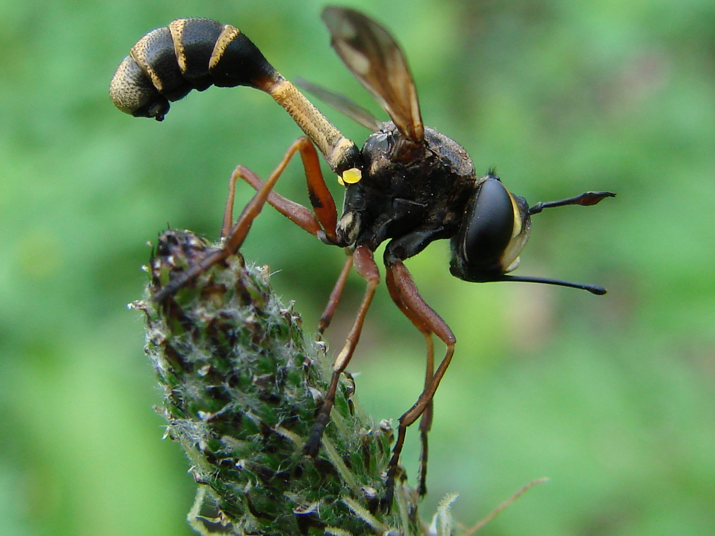 Physocephala Rufipes