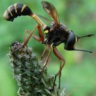 Physocephala Rufipes