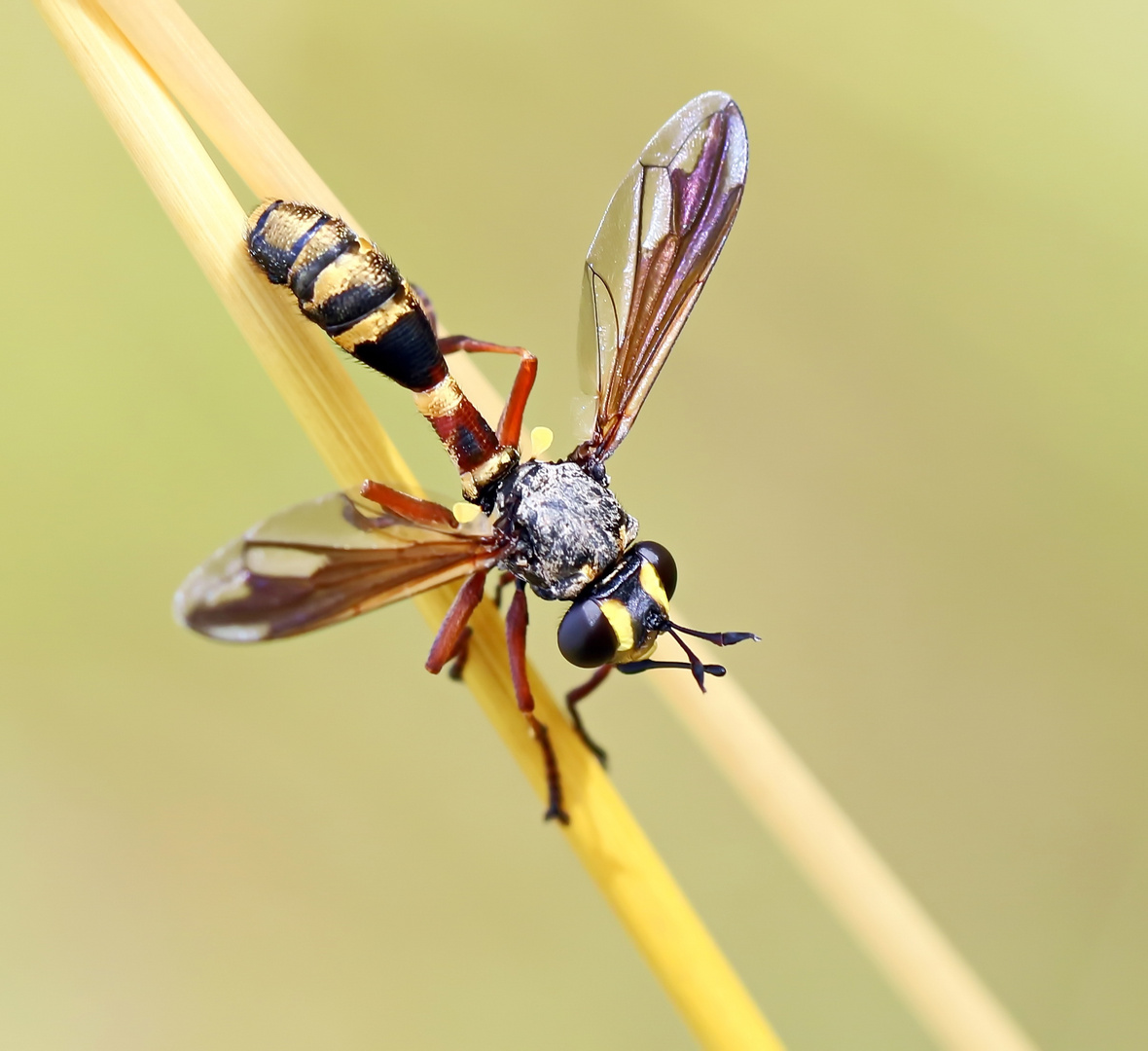 Physocephala rufipes