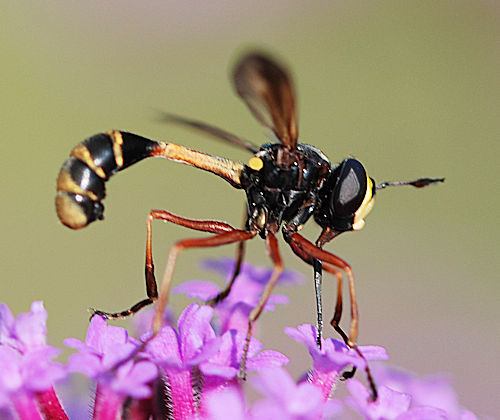 Physocephala rufipes Dunkle Stieldickkopffliege-1