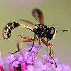 Physocephala rufipes Dunkle Stieldickkopffliege-1